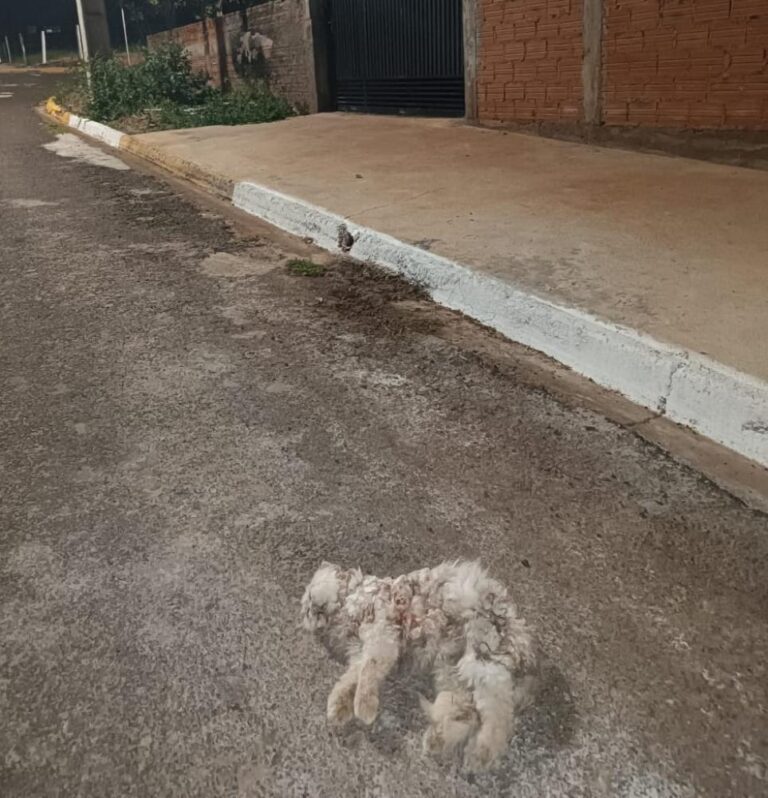 Em Anhumas, homem é multado em R$ 6 mil por incitar cães a matar gato