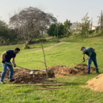 Parque Nelson Bugalho recebe muda de baobá, árvore originária da África que pode atingir 30 metros