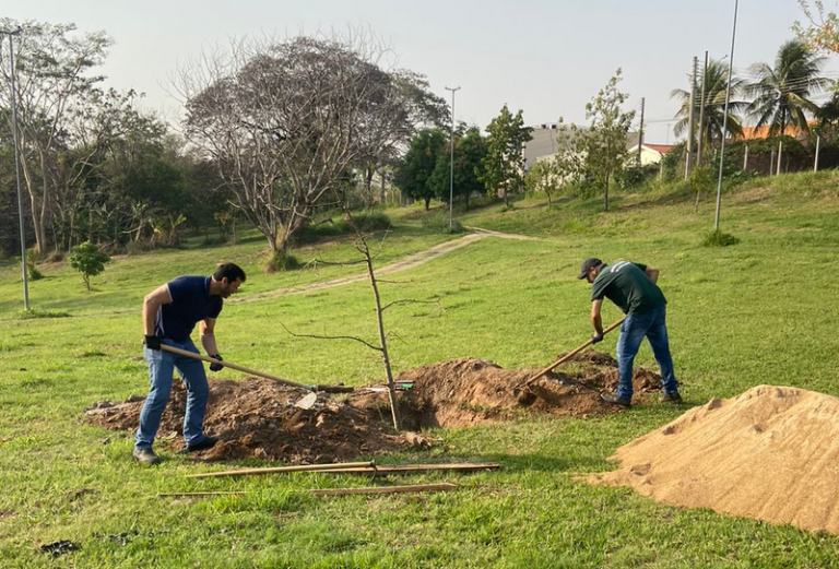 Parque Nelson Bugalho recebe muda de baobá, árvore originária da África que pode atingir 30 metros